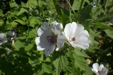Garten Juli1 006.webp