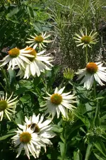 Garten Juli1 007.webp