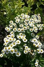 Garten Juli1 008.webp