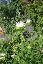 Garten Juli1 009.webp