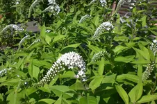 Garten Juli1 010.webp