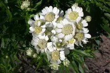 Garten Juli1 011.webp