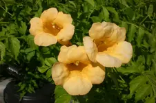Garten Juli1 013.webp