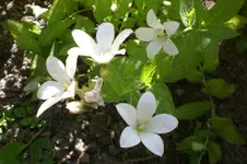 Garten Juli1 014.webp