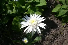 Garten Juli1 016.webp