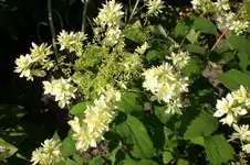 Garten Juli1 017.webp