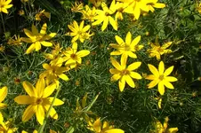 Garten Juli1 018.webp