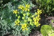 Garten Juli1 020.webp