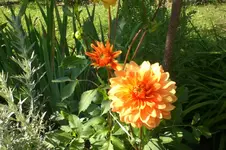 Garten Juli1 021.webp