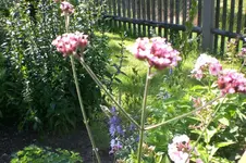 Garten Juli1 023.webp