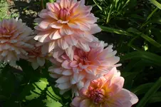 Garten Juli1 024.webp