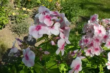 Garten Juli1 027.webp