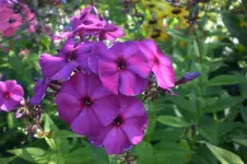 Garten Juli1 028.webp