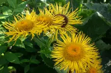Garten Juli1 029.webp