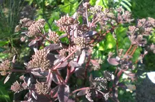 Garten Juli1 030.webp
