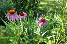 Garten Juli1 031.webp
