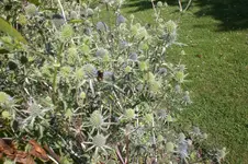 Garten Juli1 033.webp