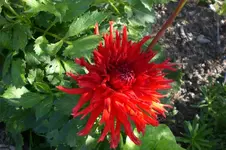 Garten Juli1 035.webp