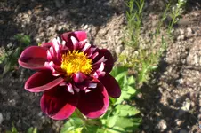 Garten Juli1 039.webp