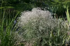 Garten Juli1 040.webp