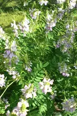 Garten Juli1 041.webp