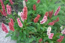 Garten Juli1 042.webp