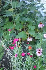 Garten Juli1 043.webp