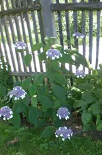 Garten Juli1 044.webp