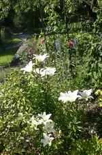 Garten Juli1 046.webp