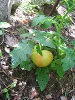 IMG_1755 (Klein).webp