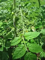 IMG_1753 (Klein).webp