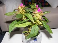 DSCF7538.webp