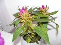 DSCF7532.webp