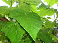 CIMG0002.webp