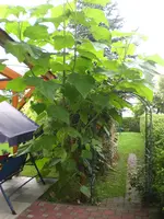 CIMG0001.webp