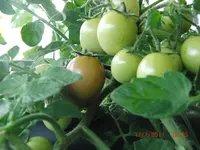 CIMG2991.webp