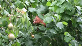 eichhorn (9).webp