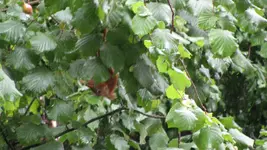 eichhorn kopfüber (2).webp