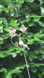 spatz meise (2).webp