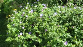 geranium.webp