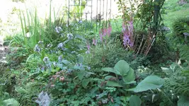 schattenbeet.webp