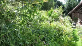unteres beet.webp