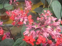 Juni_2011_023.webp