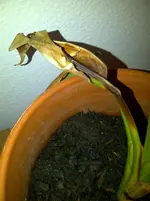 IMG-20110717-00042.webp