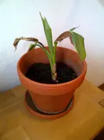 IMG-20110717-00041.webp