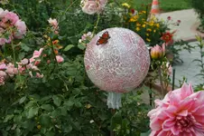 Pfauenauge 1.webp