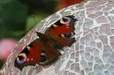 Pfauenauge 3.webp