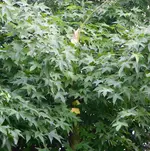 DSC01935(1).webp DSC01935(1).webp