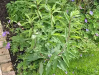 unknown.webp