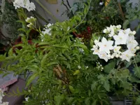 Juli 001.webp